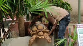 Giant tortoise gets stuck on wall of zoo enclosure