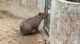 Capybara bites iron gate in zoo attempts to escape