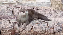 Cutest baby otter ever!
