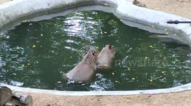 Capybaras mating in pond infront of zoo visitors