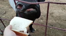 Malayan Tapirs feeding in zoo Malaysia
