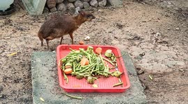 A distinctly mouse deer in animal safari Melaka Malaysia