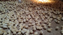 Adorable newborn chicks panic after heard loud raining sound