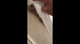 Cat found hiding under fitted bedsheet