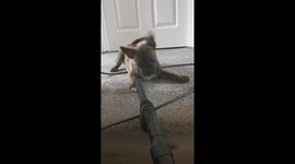 Hilarious puppy goes crazy with the vaccum cleaner
