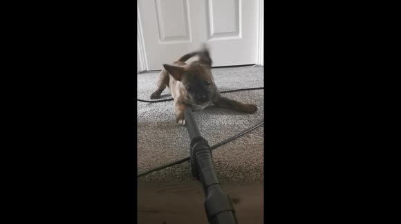 Hilarious puppy goes crazy with the vaccum cleaner