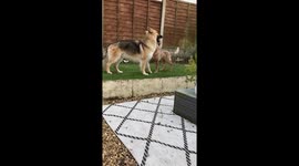 Baloo and nova the shepherds