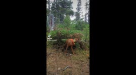 Hilarious vizsla likes to scratch himself on every bush he can find