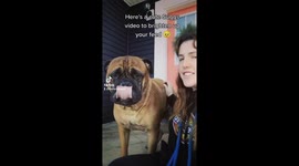 Excited bull mastiff paws at dog walker when asked if he'd like to see his friends
