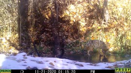 Coyote walks on water