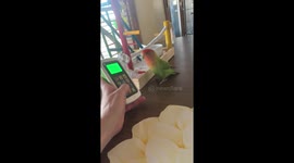 Smart, silly lovebird parrot interacts with toy phone