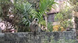 Cheeky Monkey Invades Indian house and demands food in Eastern India