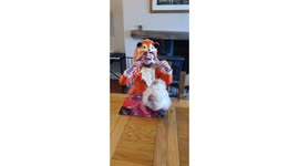 Fox eats a chicken at the dining table. World book day fun.
