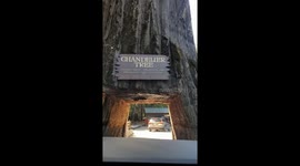 Driving car fail scraped side of tree driving through the Chandelier Tree in California