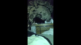 Cat wants more food and will get it by any means necessary!