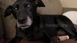 My older dog tells me what she thinks about having her leg wound wrapped