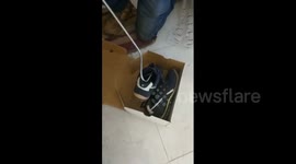 Rescuer finds cobra hiding in pair of trainers in India