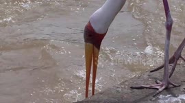 The bizarre courtship display of a pair of Yellow-billed Storks
