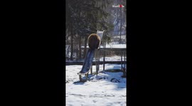 Romanian zoogoers delighted as bear casually rides down slide