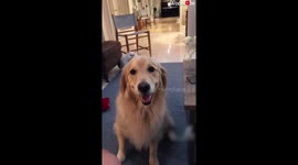 Here's Some Proof that Golden Retriever is the Best Dog Breed