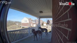 US woman leaves pet dogs confused as she speaks to them through doorbell camera