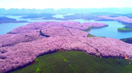 Stunning Chinese landscape coated in sea of 700,000 flowering cherry blossom trees