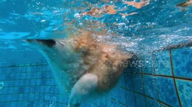 Adorable corgi who can't quite master the art of climbing into pool