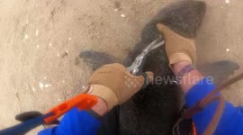 Namibian kayaker removes fishing line from distressed seal pup's neck