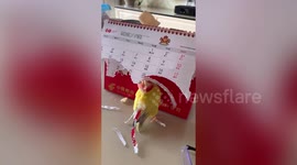 Parrott rips up calendar to form paper 'feathers' for its tail