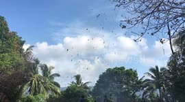 Thousands of spiders in a very small space on spider island Banda Neira, Indonesia