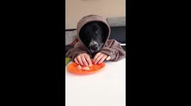Funny Dog sitting at the table and eating some stuff
