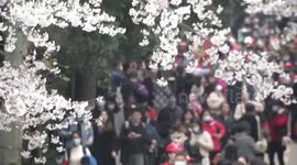 Medical workers from across China visit Wuhan to enjoy flowering cherry blossoms