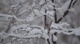 American tree sparrow (Spizella arborea) rests on snow-covered branch