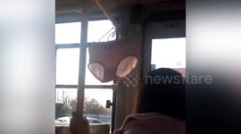 Woman spotted hanging underwear on bus full of passengers in eastern China