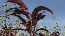 Ladybug flies from Nectarine Plant