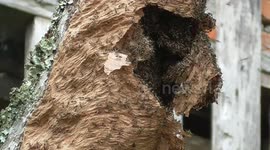 Bee colony's emerged from the hive repairing damage caused by falling branches