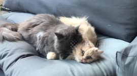 Incredibly cute long-haired cats sleeking each other in perfect harmony