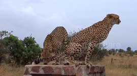 Pair of male cheetahs take over road to mark their territory