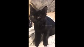 Chaotic black cat montage