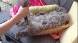 Absolutely hilarious and sensational tail playing with a dead asleep long-haired tomcat