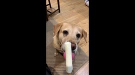 Adorable Funny Golden Labrador Licks Ice Lolly
