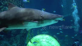 Sea Life Bangkok Ocean World celebrates fifteen years of operation