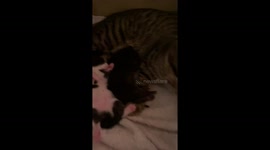 Cutest week old kitten sucking it’s thumb to get to sleep. Adorable!