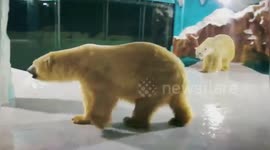 'Polar bear hotel' comes under fire from animal rights activists after opening in China