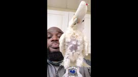 Cockatoo dances his heart out as New York vet beatboxes
