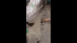 The dog tries to prevent the chicken from leaving the house