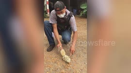 Heroic policeman performs CPR to bring unconscious squirrel back to life after electric shock