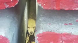 Puppy rescued after getting stuck under utility pole in Thailand