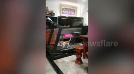 Pet Jack Russel copies owner running on a treadmill in Thailand