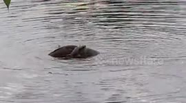 Monitor lizards hug and twirl in a bizarre mating ritual